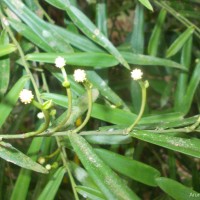 Pothos hookeri Schott